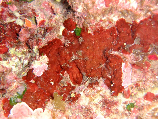 Peyssonnelia sp.